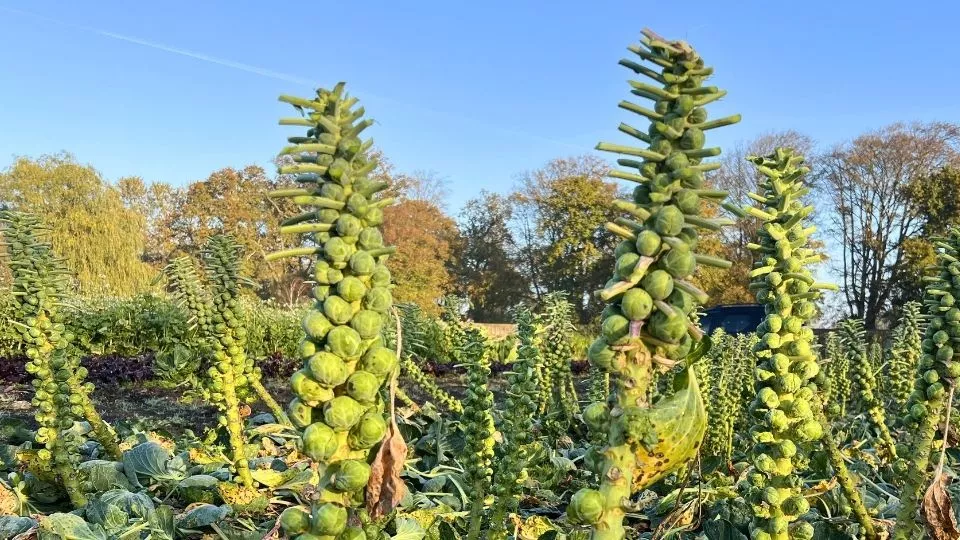Afbeelding Moestuin in november: voorbereidingen voor de winter