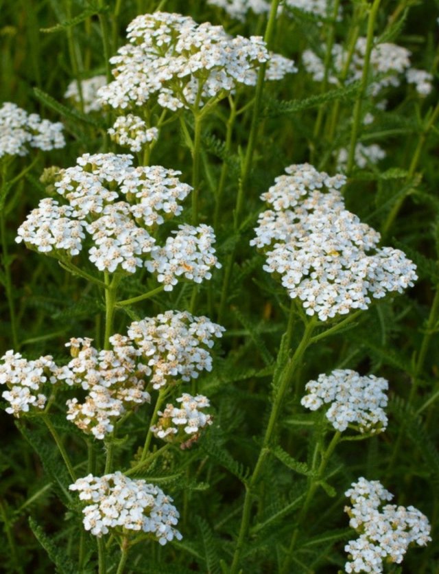 Deze 8 inheemse planten zijn echte insectenlokkers