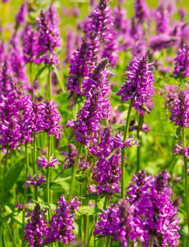 Deze 8 inheemse planten zijn echte insectenlokkers