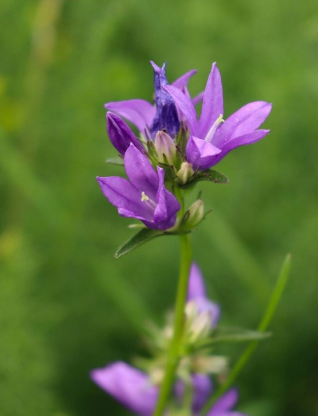Deze 8 inheemse planten zijn echte insectenlokkers