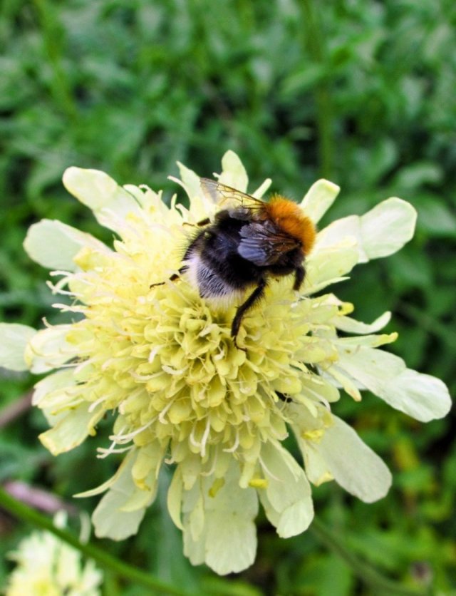 Scabiosa-achtigen zaaien: vijf luchtige bloeiers
