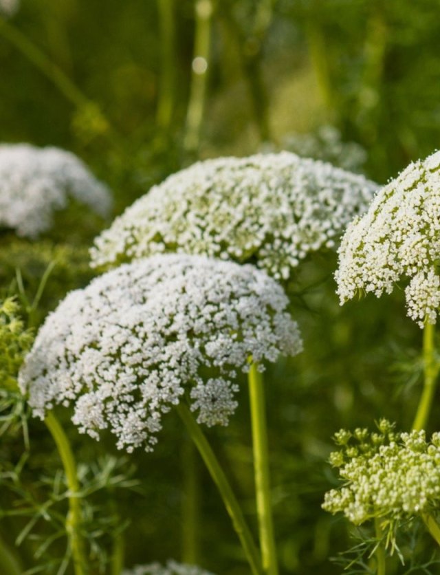 Deze 8 inheemse planten zijn echte insectenlokkers