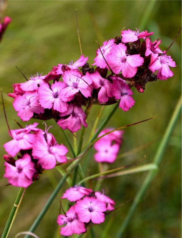 Deze 8 inheemse planten zijn echte insectenlokkers