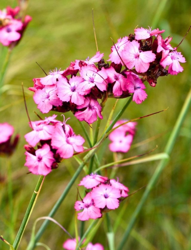 Maak van je boomspiegel of stoepje een bloemenperkje: 5 plantentips