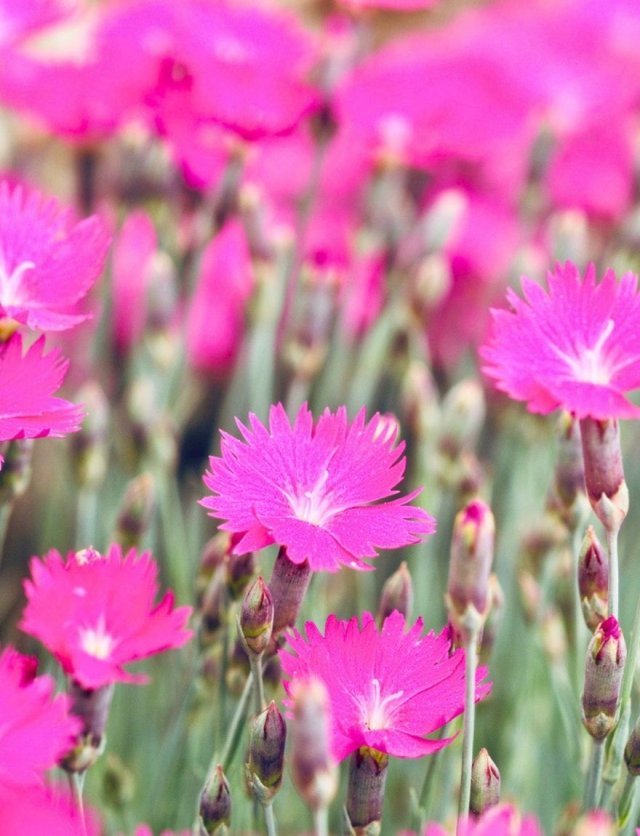 Maak van je boomspiegel of stoepje een bloemenperkje: 5 plantentips