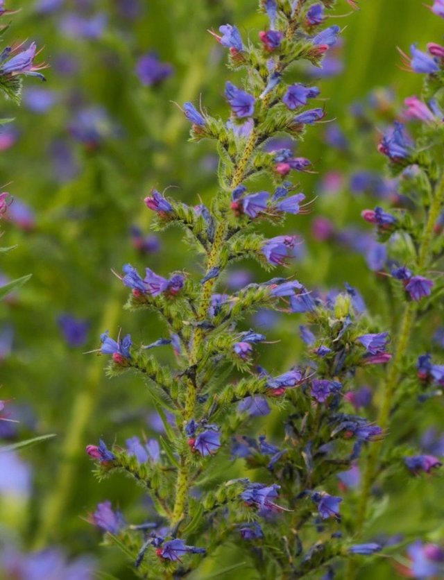 Deze 8 inheemse planten zijn echte insectenlokkers