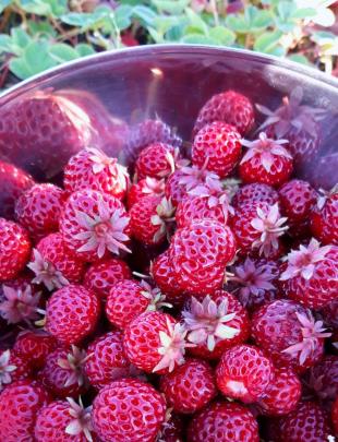 Aardbeien kweken: zo begin je in maart en april