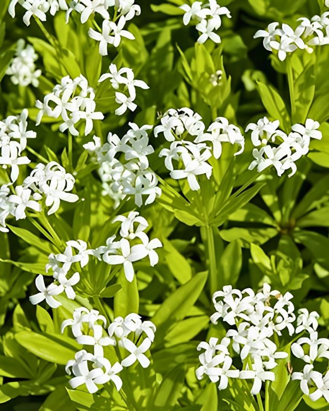 De beste bodembedekkers voor biodiversiteit, bijen en vlinders