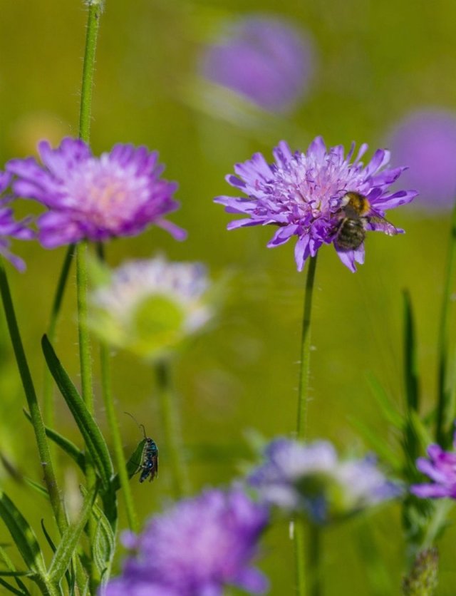 Deze 8 inheemse planten zijn echte insectenlokkers