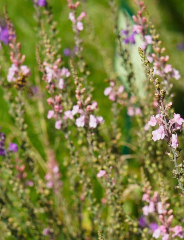 Maak van je boomspiegel of stoepje een bloemenperkje: 5 plantentips