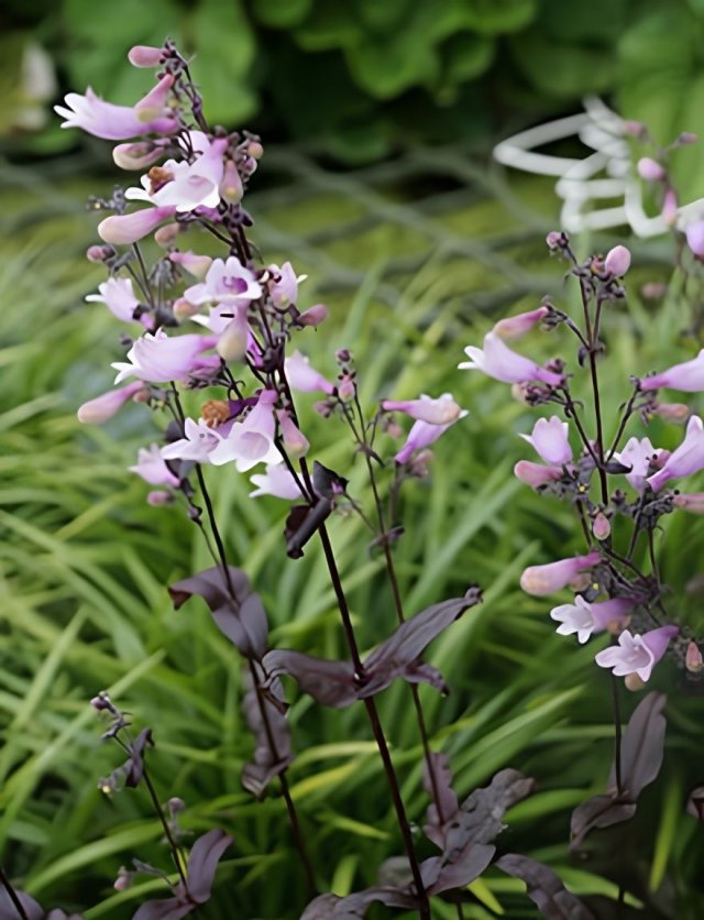 Penstemon: zaaien, verzorgen + 4 langbloeiende soorten