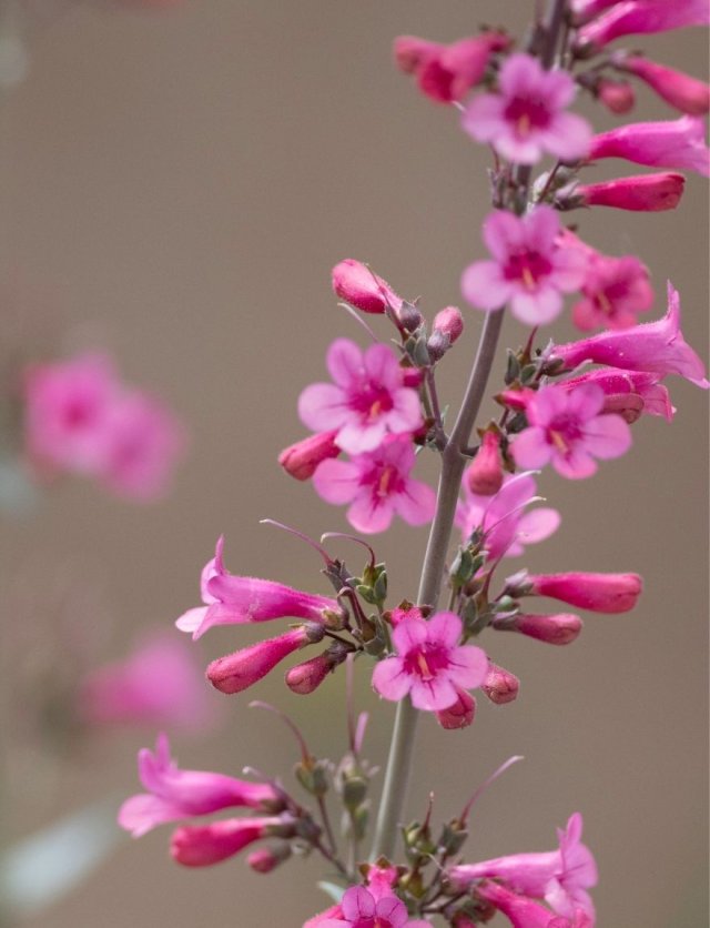 Penstemon: zaaien, verzorgen + 4 langbloeiende soorten