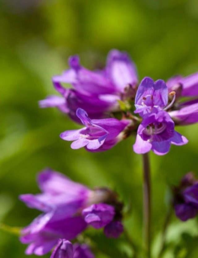 Penstemon: zaaien, verzorgen + 4 langbloeiende soorten