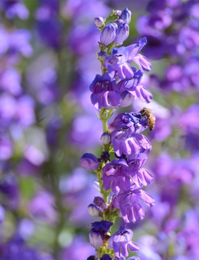 Penstemon: zaaien, verzorgen + 4 langbloeiende soorten