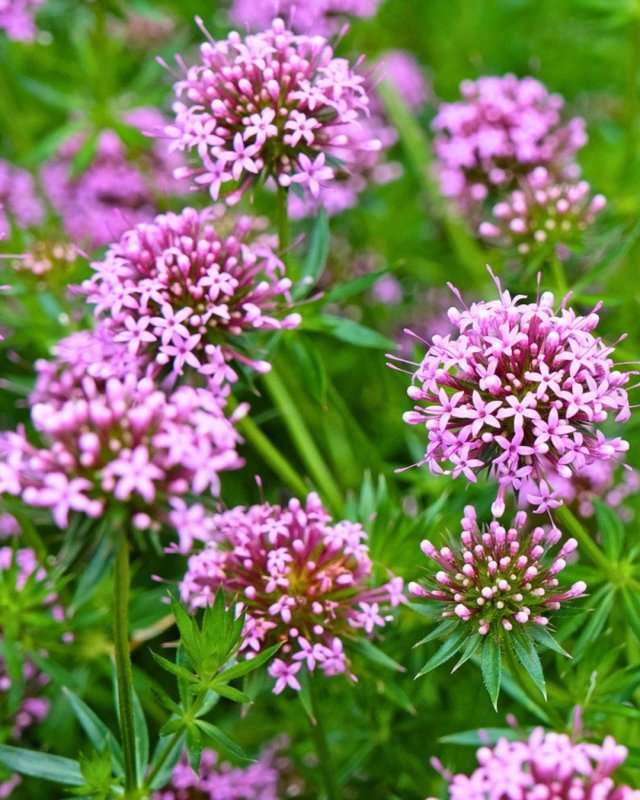 De beste bodembedekkers voor biodiversiteit, bijen en vlinders