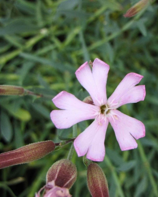 De beste bodembedekkers voor biodiversiteit, bijen en vlinders