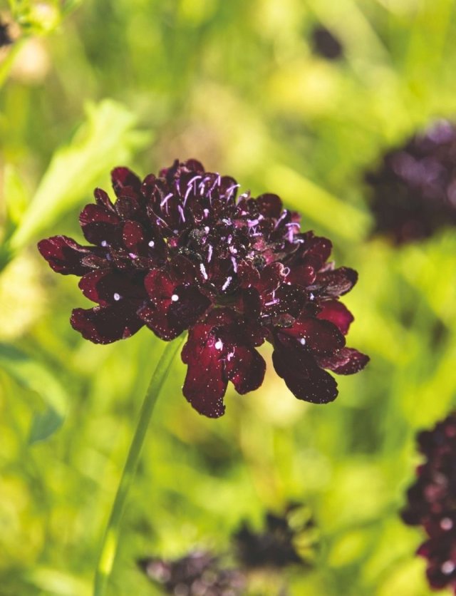 Scabiosa-achtigen zaaien: vijf luchtige bloeiers