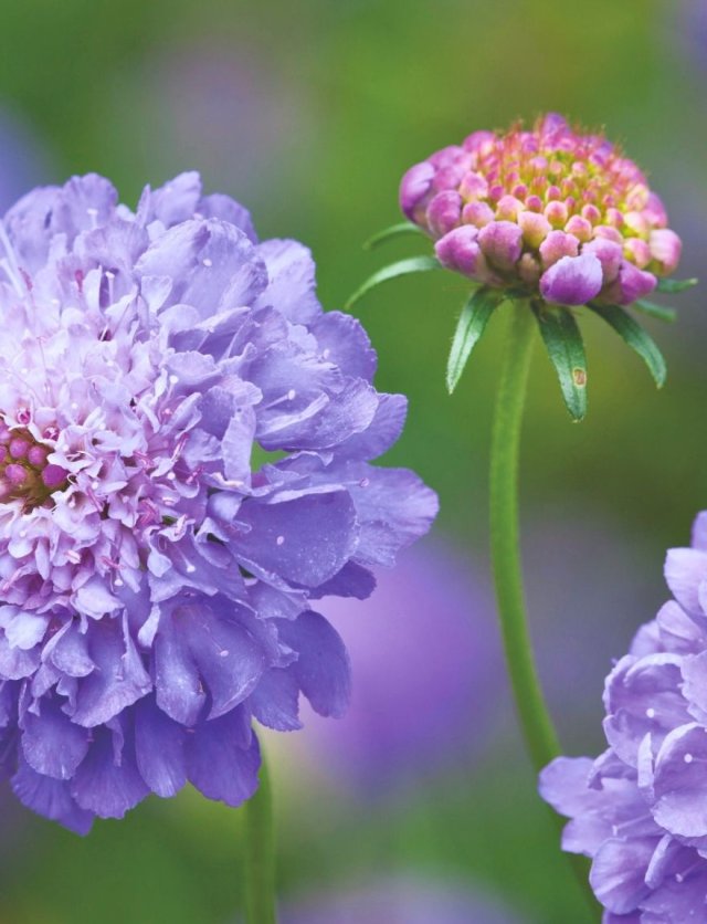 Scabiosa-achtigen zaaien: vijf luchtige bloeiers