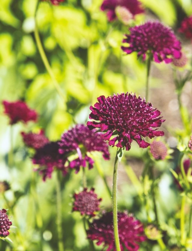 Scabiosa-achtigen zaaien: vijf luchtige bloeiers