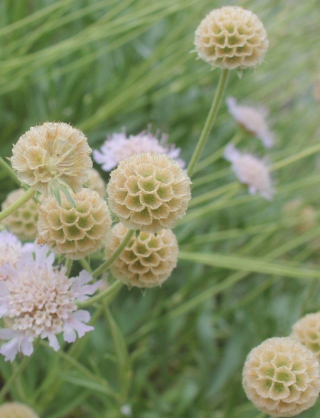 Durf te knippen en zaai opnieuw: zo blijft je tuin langer bloeien
