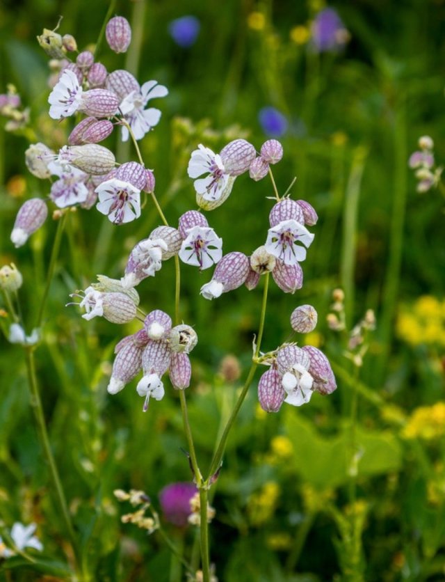 Deze 8 inheemse planten zijn echte insectenlokkers