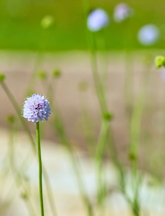 Scabiosa-achtigen zaaien: vijf luchtige bloeiers