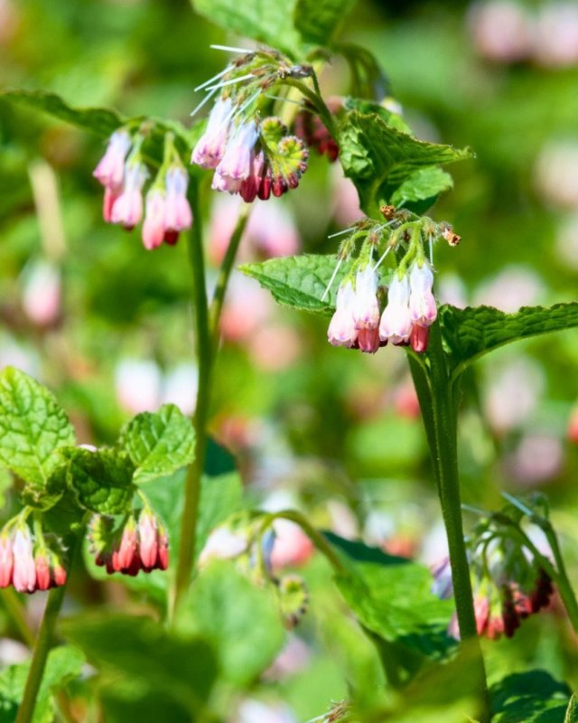 De beste bodembedekkers voor biodiversiteit, bijen en vlinders