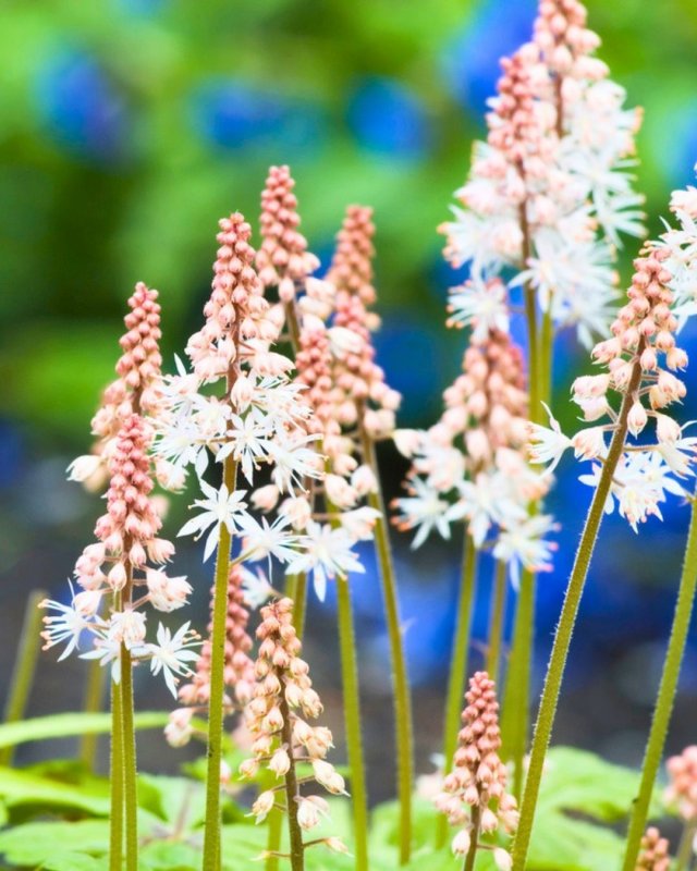 De beste bodembedekkers voor biodiversiteit, bijen en vlinders