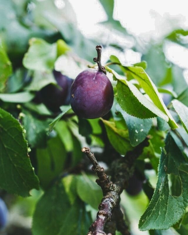 Pruimenbomen snoeien