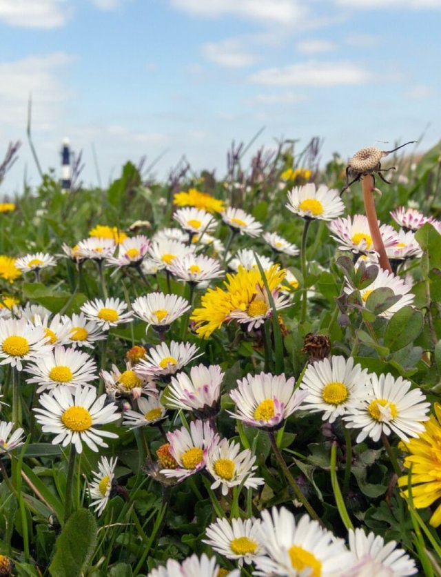 Zaaien tussen de sedum: zo krijgt je groendak kleur