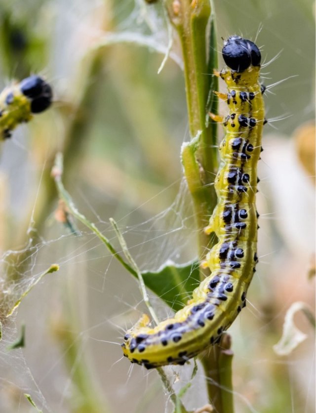 Buxusmot bestrijden: zo pak je het biologisch aan