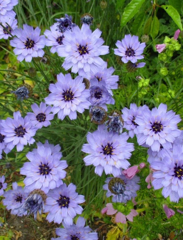 Maak van je boomspiegel of stoepje een bloemenperkje: 5 plantentips