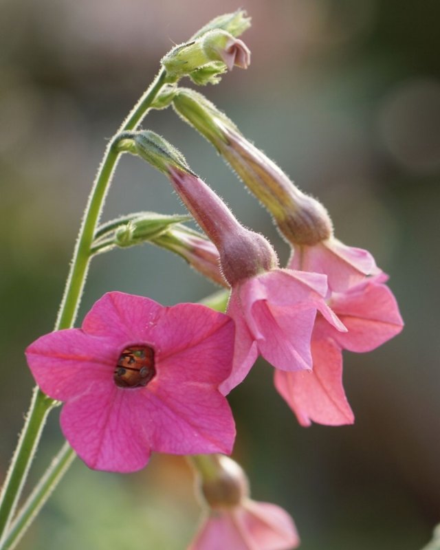 Zaaien lukt niet? Waarschijnlijk ligt het hieraan