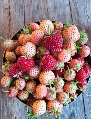 Aardbeien kweken: zo begin je in maart en april