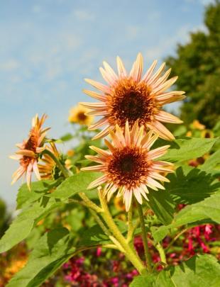 Zonnebloemen zaaien: van zaadje tot manshoge zomerbloeier