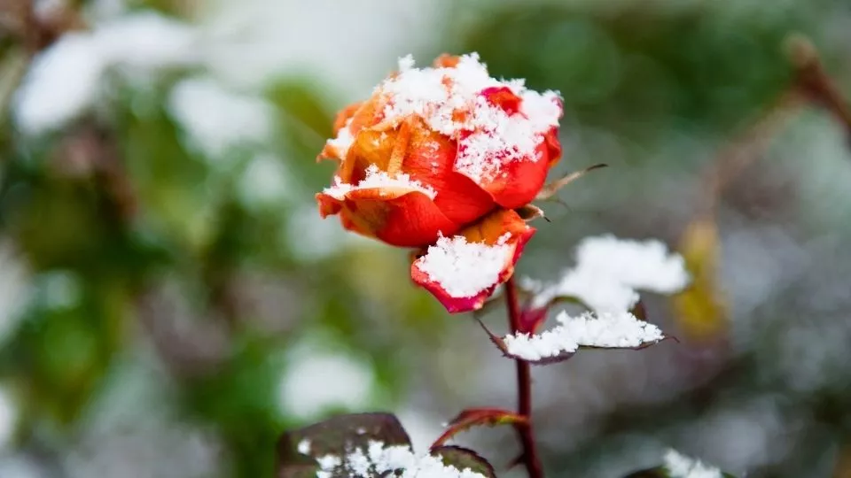 Afbeelding Stamroos in de kou? Geef ‘m een winterjas