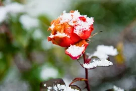 Stamroos in de kou? Geef ‘m een winterjas