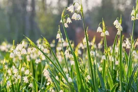 Stinzenplanten: het vroegste voorjaar onder oude bomen