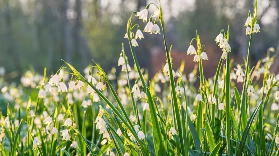 Afbeelding Stinzenplanten: het vroegste voorjaar onder oude bomen