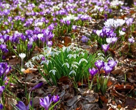 Lezersaanbieding: biologische voorjaarsbollen