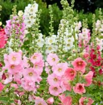 Stokrozen zaaien: de plant kiest straks zelf de plek