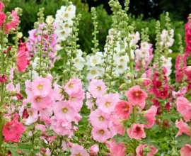 Stokrozen zaaien: de plant kiest straks zelf de plek
