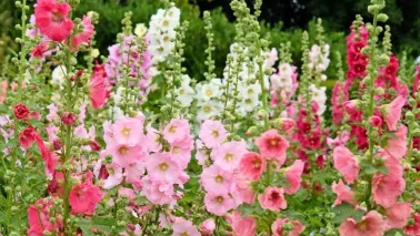 Stokrozen zaaien: de plant kiest straks zelf de plek