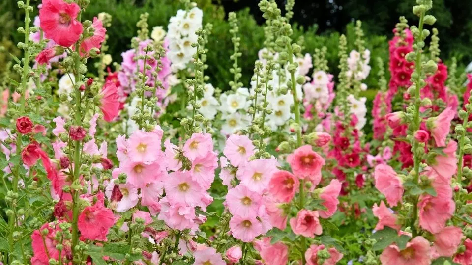 Afbeelding Stokrozen zaaien: de plant kiest straks zelf de plek
