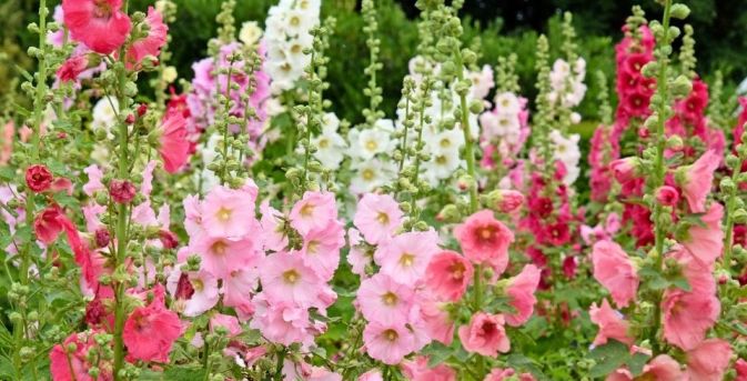 Stokrozen zaaien: de plant kiest straks zelf de plek