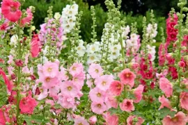 Stokrozen zaaien: de plant kiest straks zelf de plek