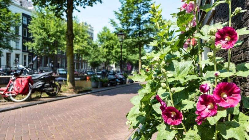 Stokrozen zaaien: de plant kiest straks zelf de plek