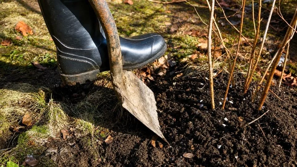 Afbeelding Een struik verplanten? Prima te doen, op het juiste moment