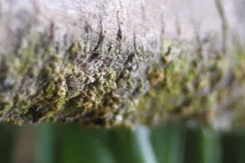 Dikke tak afzagen (video)