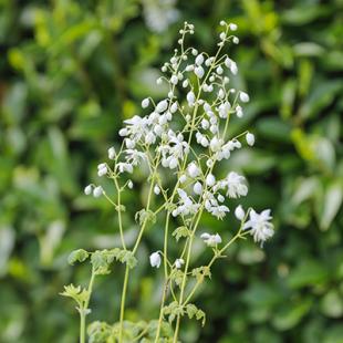 Zaden bestellen van Thalictrum en winterzaaien